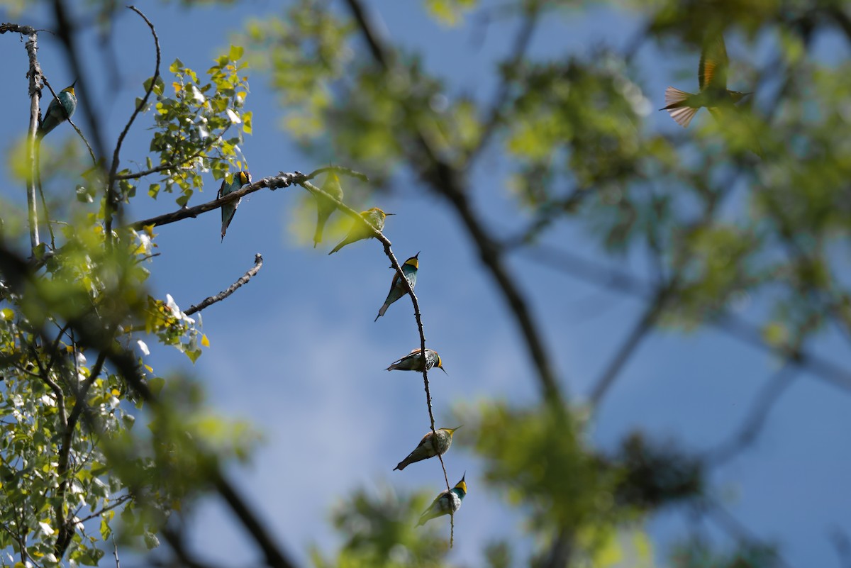 Guêpier d'Europe - ML618711907