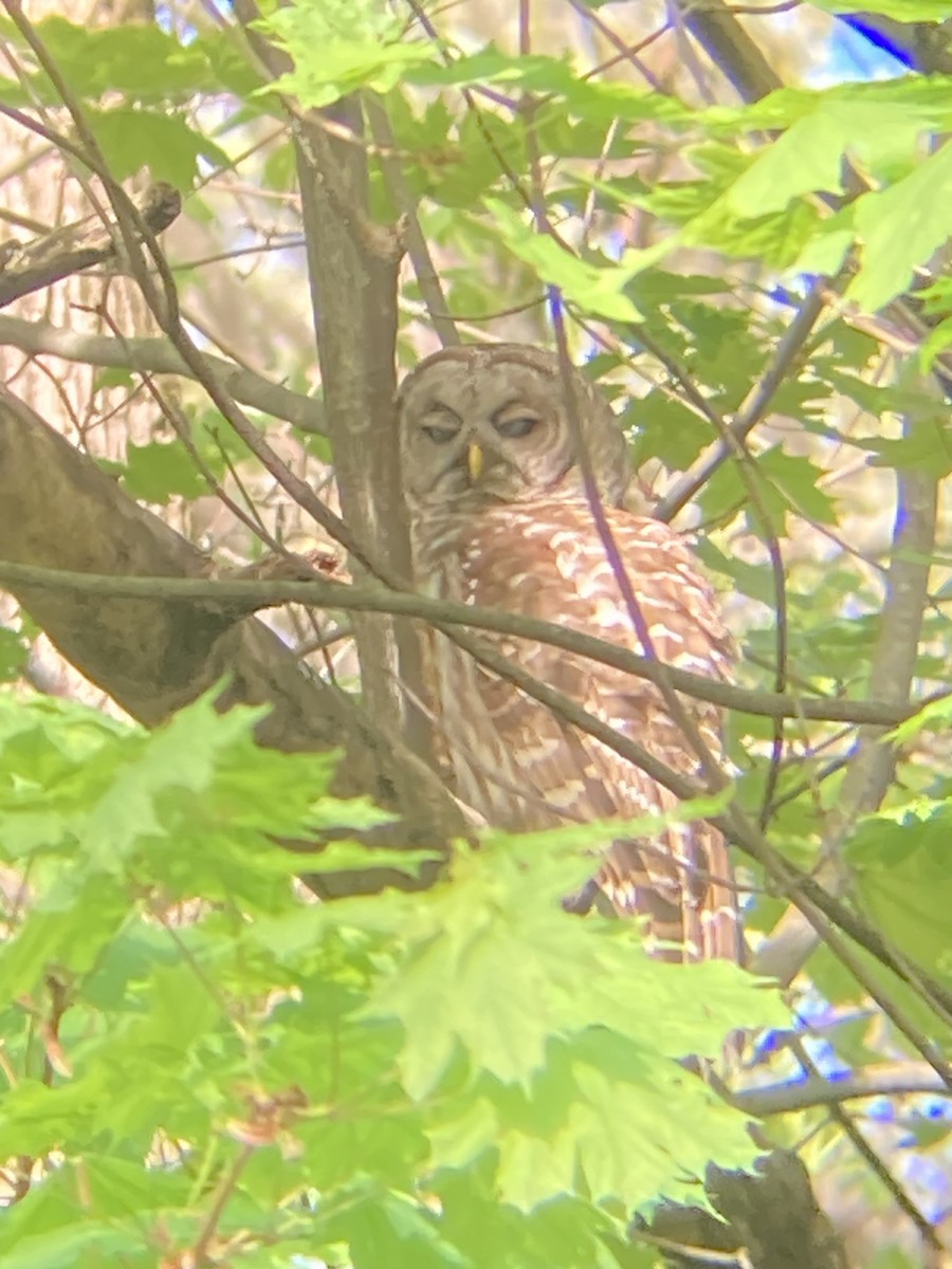 Barred Owl - Mike Baird