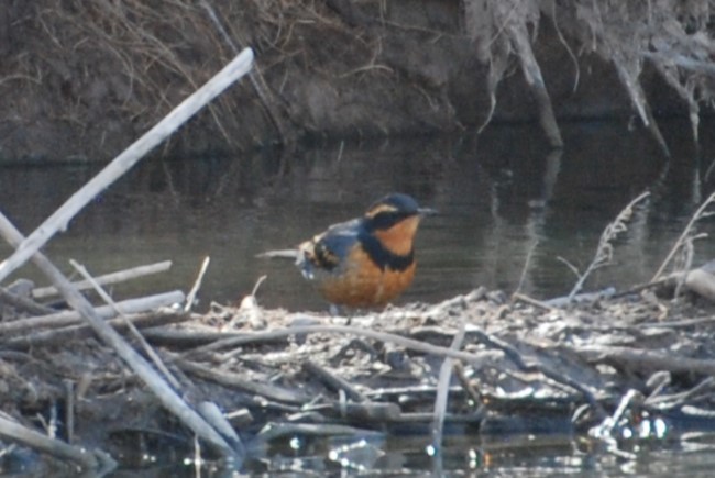 Varied Thrush - ML618711934
