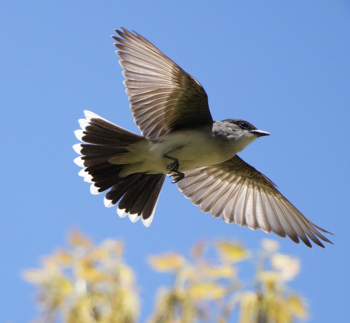 Eastern Kingbird - ML618711969