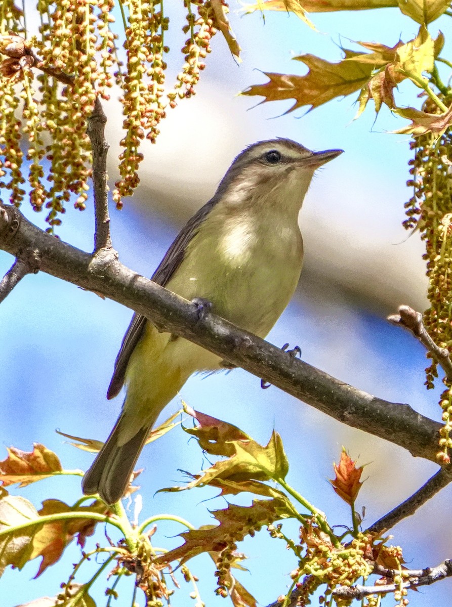 Warbling Vireo - ML618711971