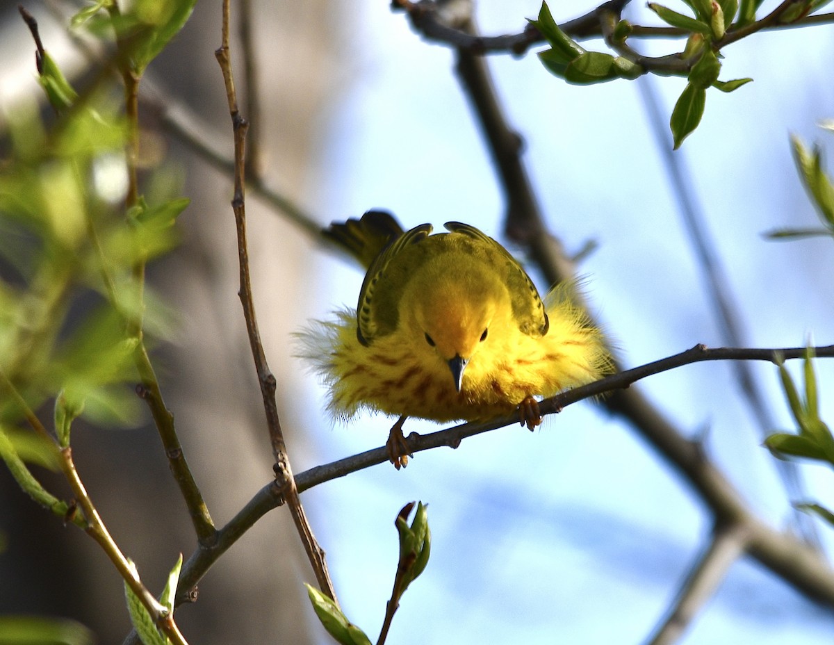 Yellow Warbler - Ben Baldwin