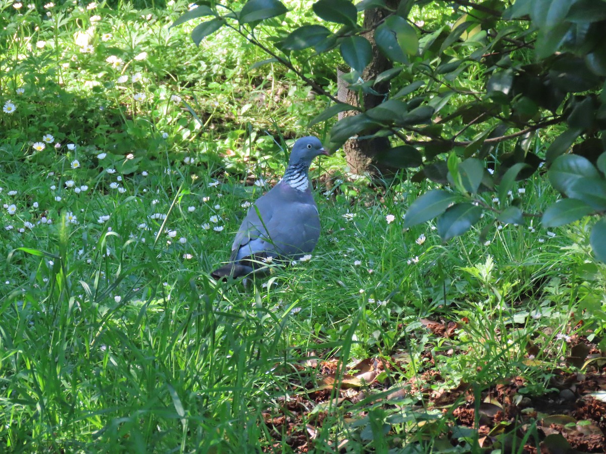 Common Wood-Pigeon (White-necked) - Bruce Caldwell