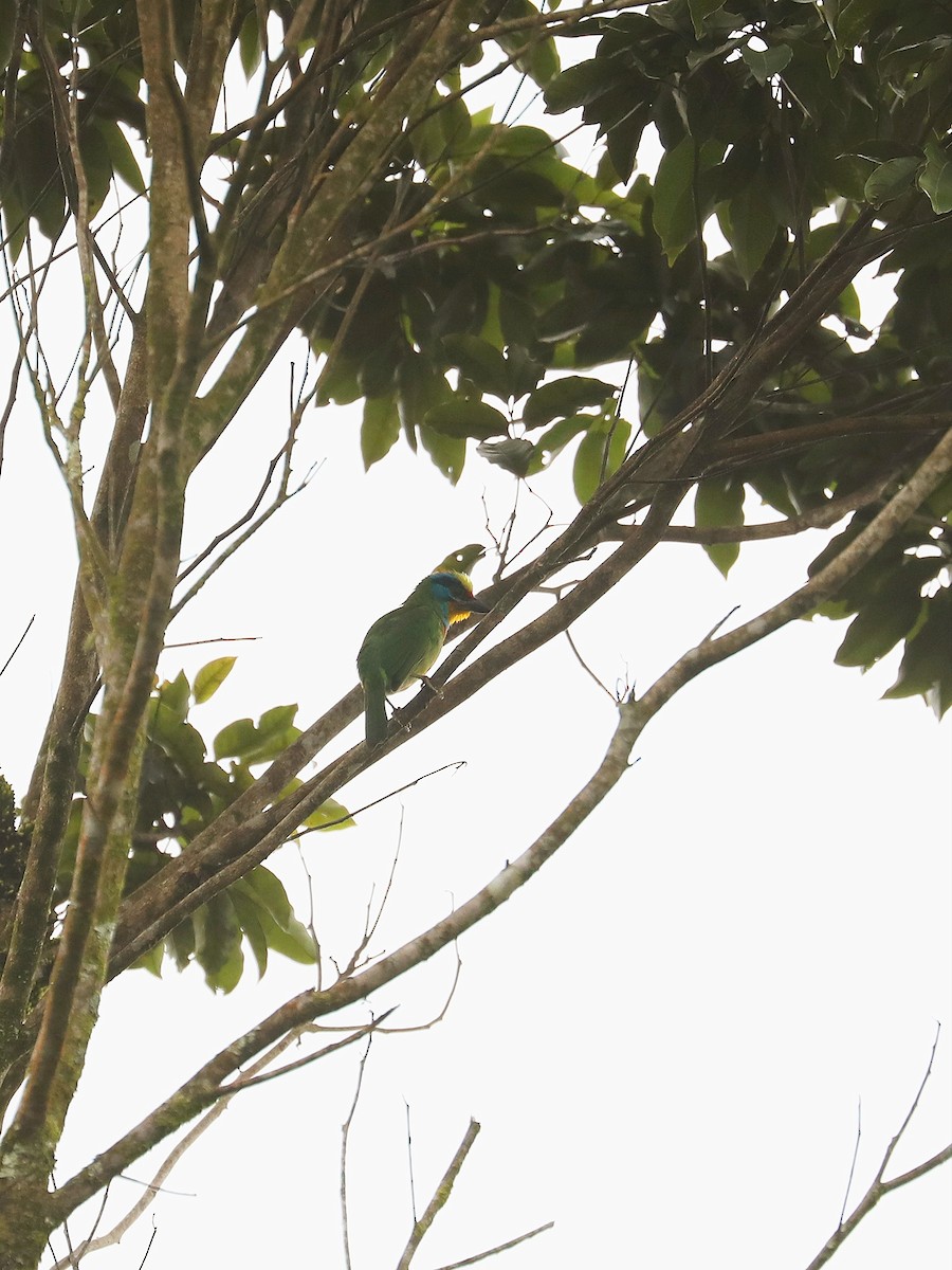 Kara Kaşlı Barbet - ML618712046