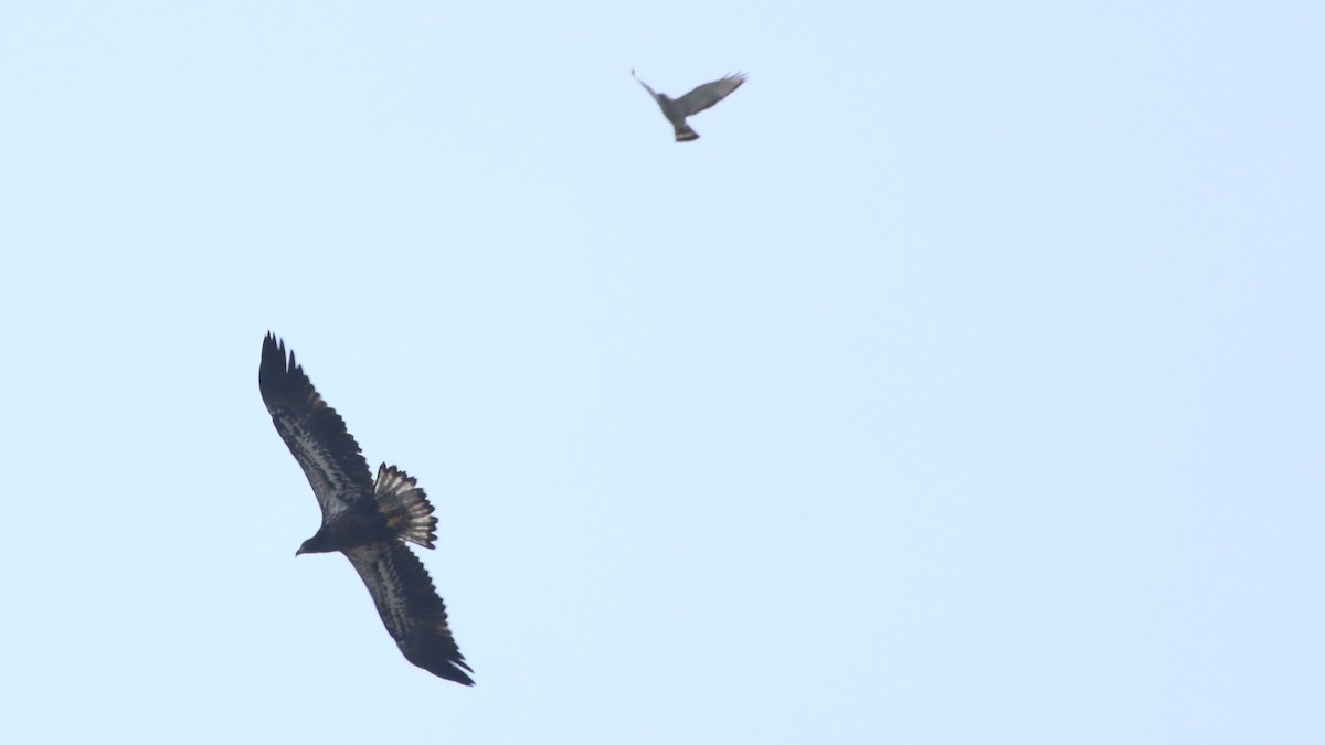 Bald Eagle - ML618712057