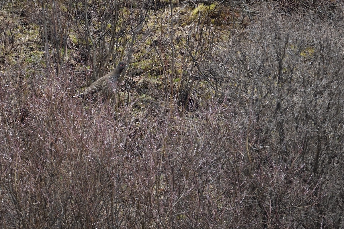 Chestnut-throated Monal-Partridge - ML618712064