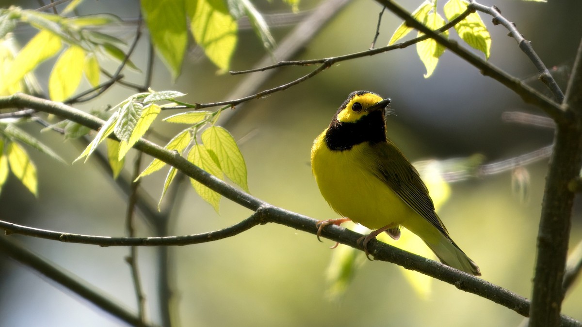 Hooded Warbler - Mark Cloutier