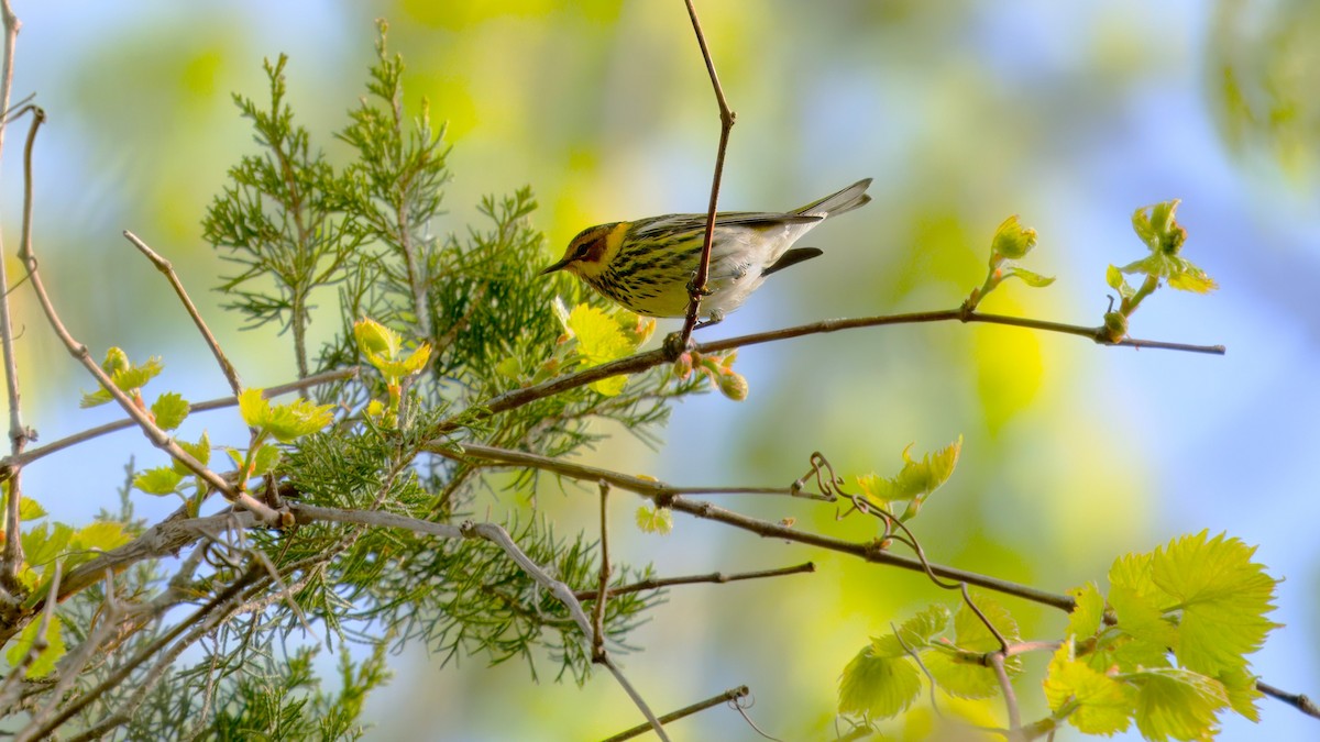 Cape May Warbler - Mark Cloutier
