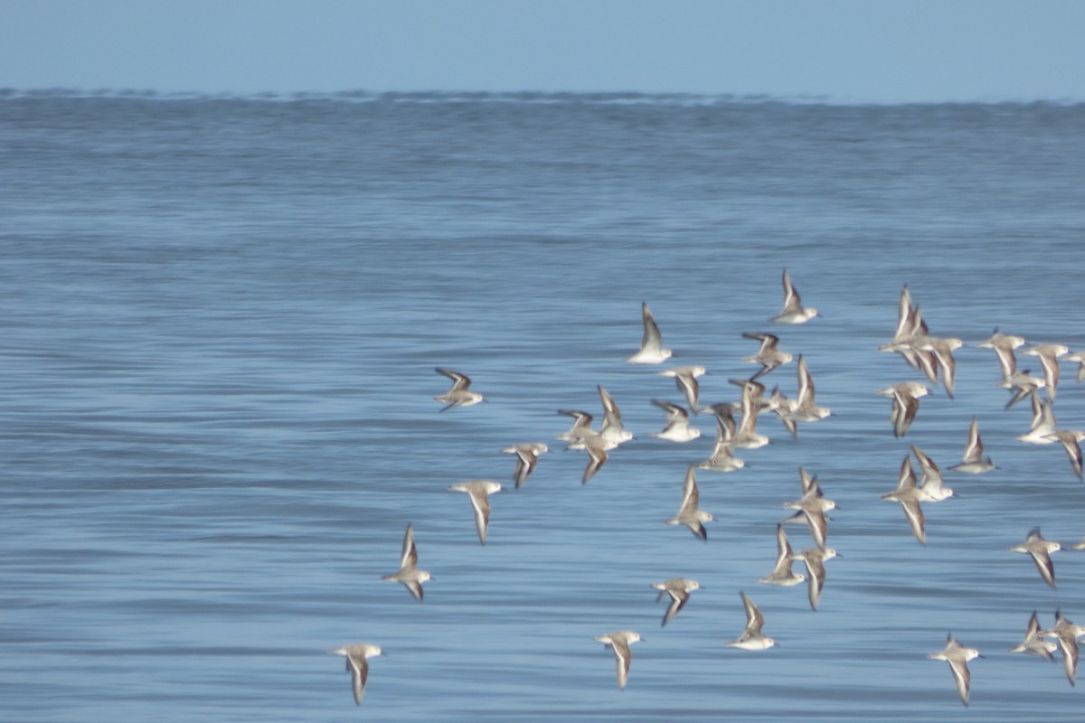 Sanderling - ML618712092