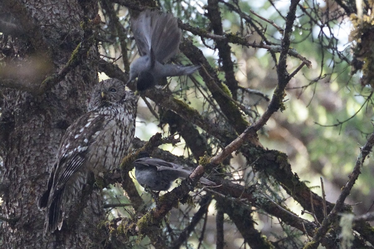 Ural Owl (Pere David's) - ML618712105