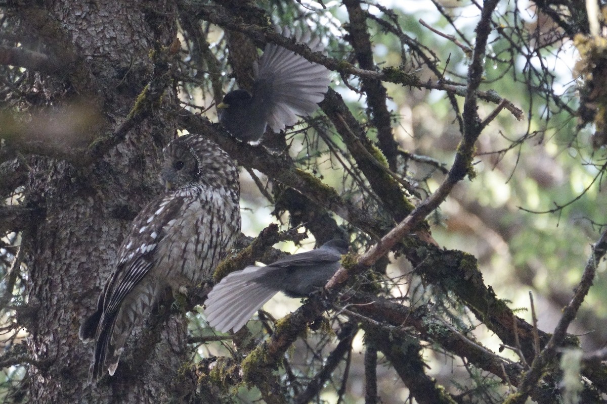 Ural Owl (Pere David's) - LiCheng Wang