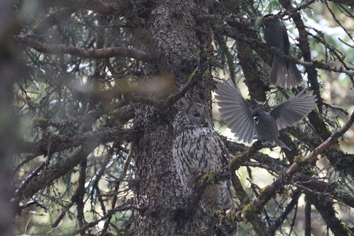 Ural Owl (Pere David's) - ML618712108