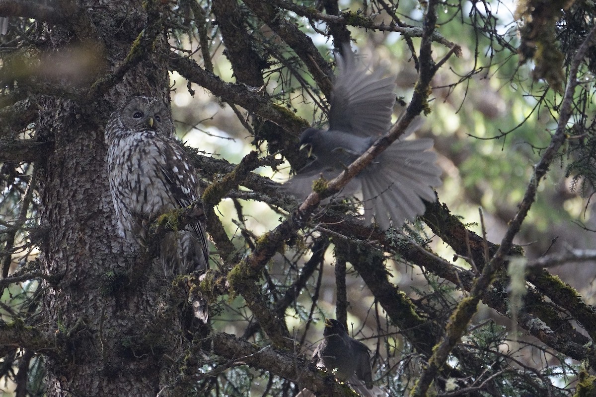 Ural Owl (Pere David's) - ML618712109