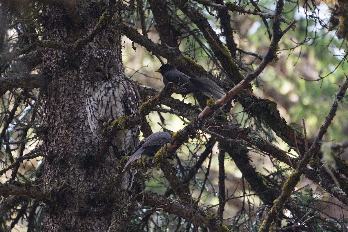 Ural Owl (Pere David's) - ML618712110