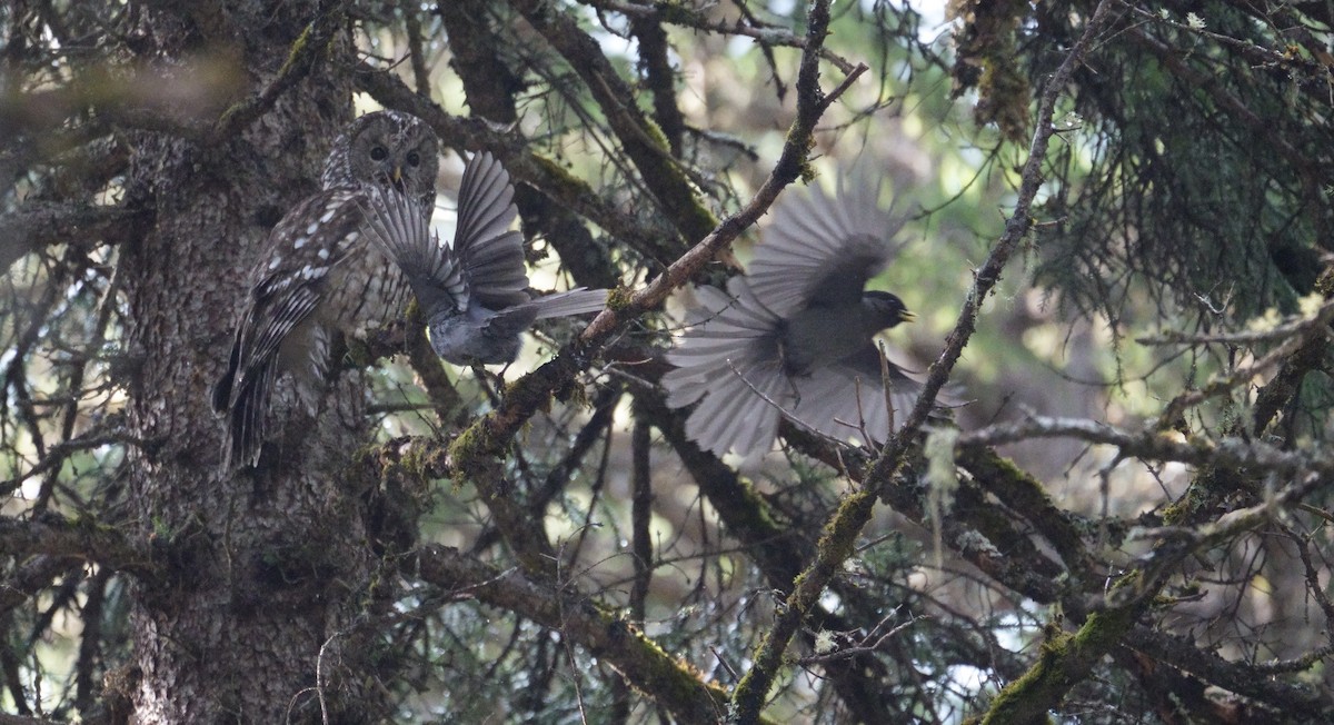 Ural Owl (Pere David's) - LiCheng Wang