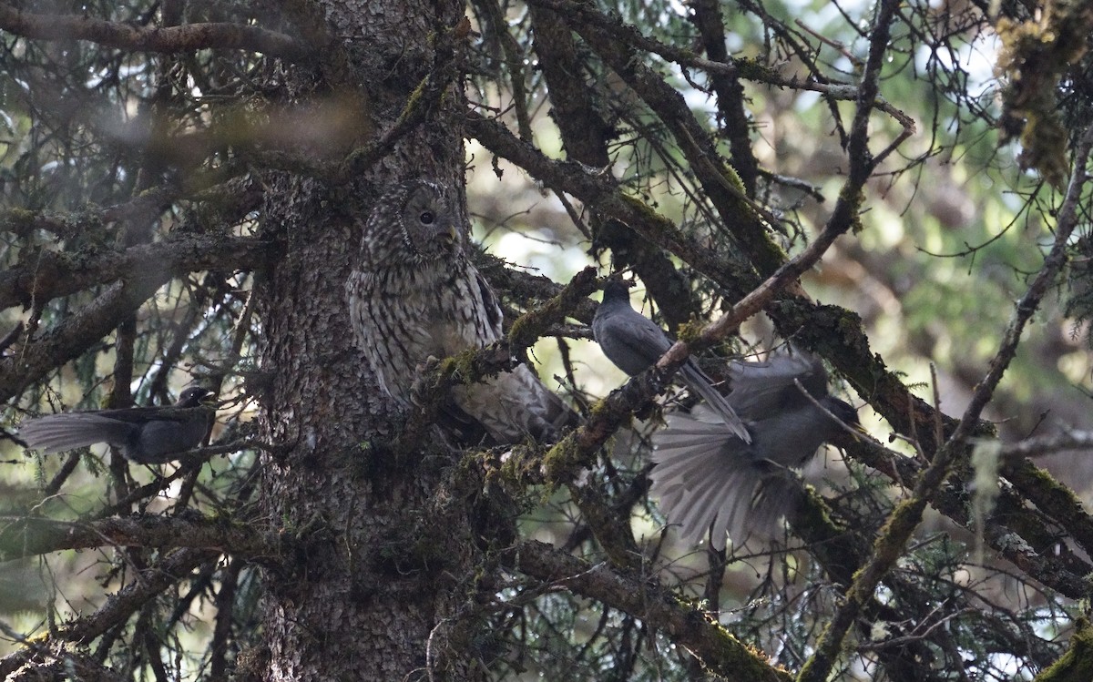 Ural Owl (Pere David's) - ML618712114