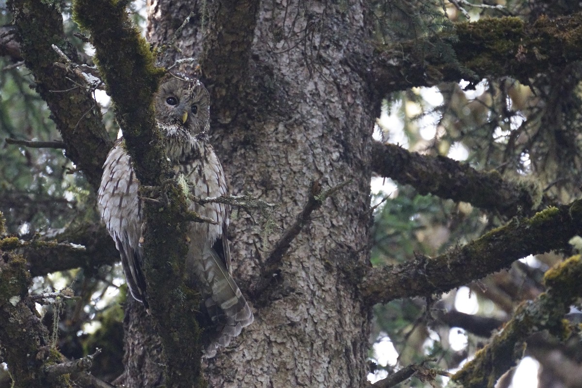 Ural Owl (Pere David's) - ML618712115