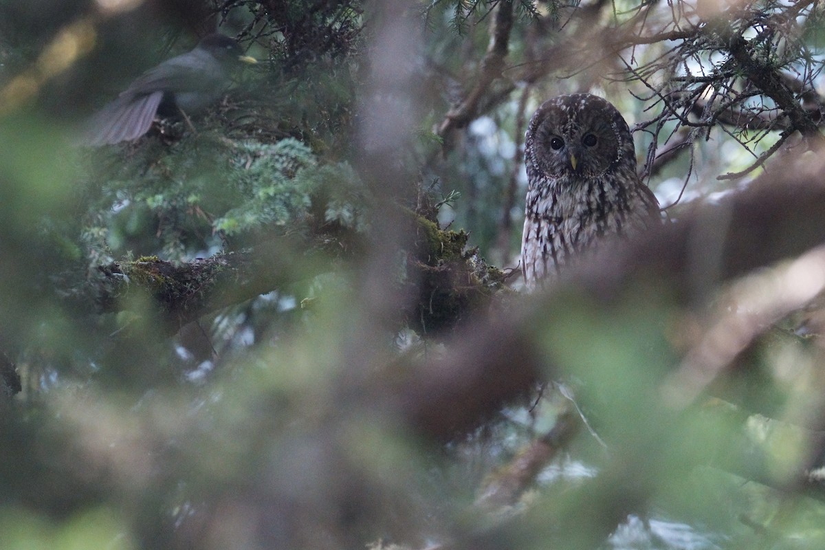 Ural Owl (Pere David's) - ML618712117