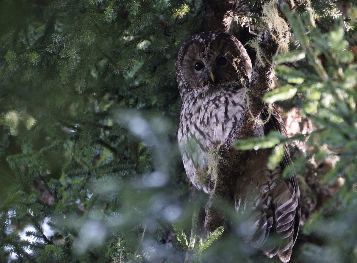 Ural Owl (Pere David's) - ML618712119