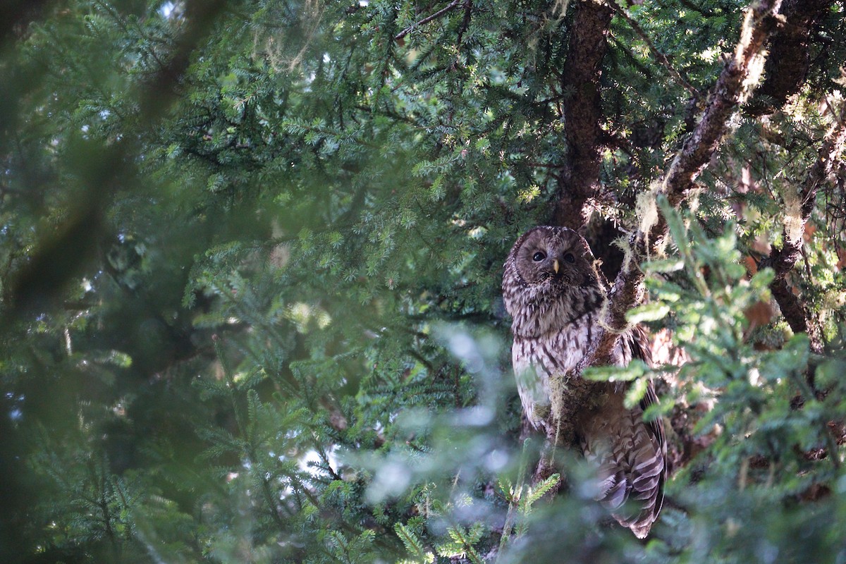 Ural Owl (Pere David's) - ML618712120