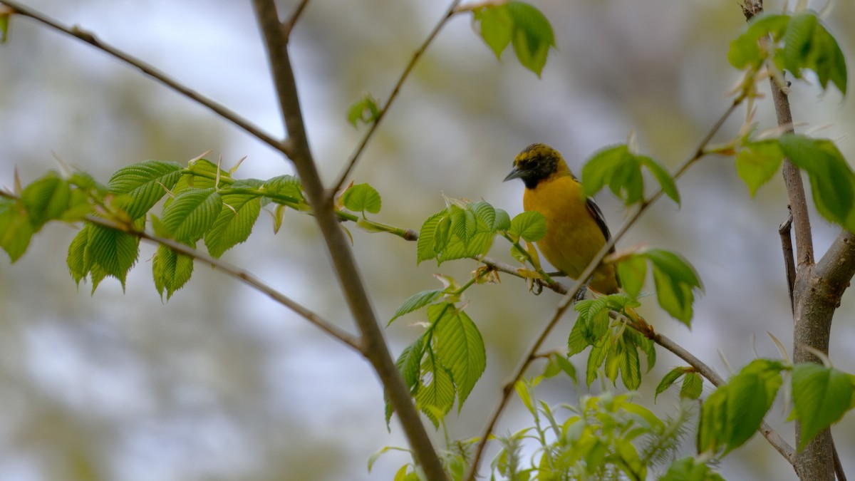 Baltimore Oriole - Mark Cloutier