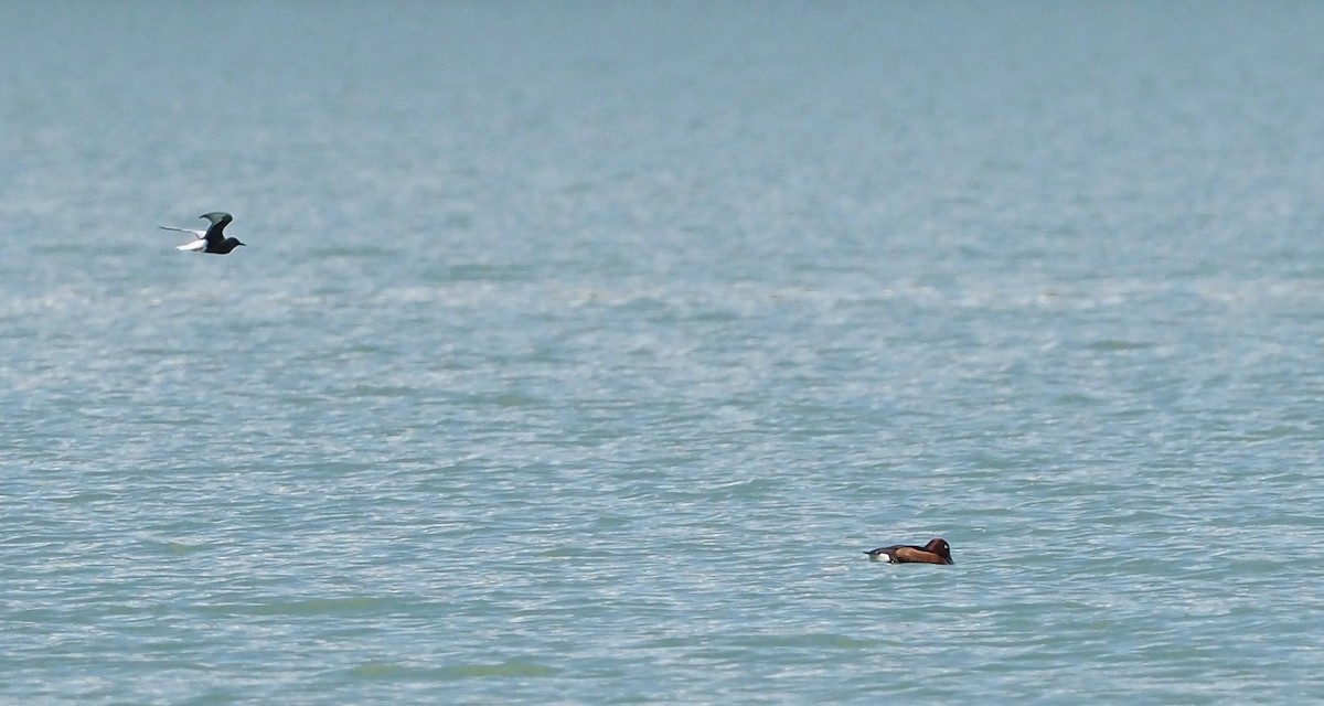 White-winged Tern - Asmus Schröter