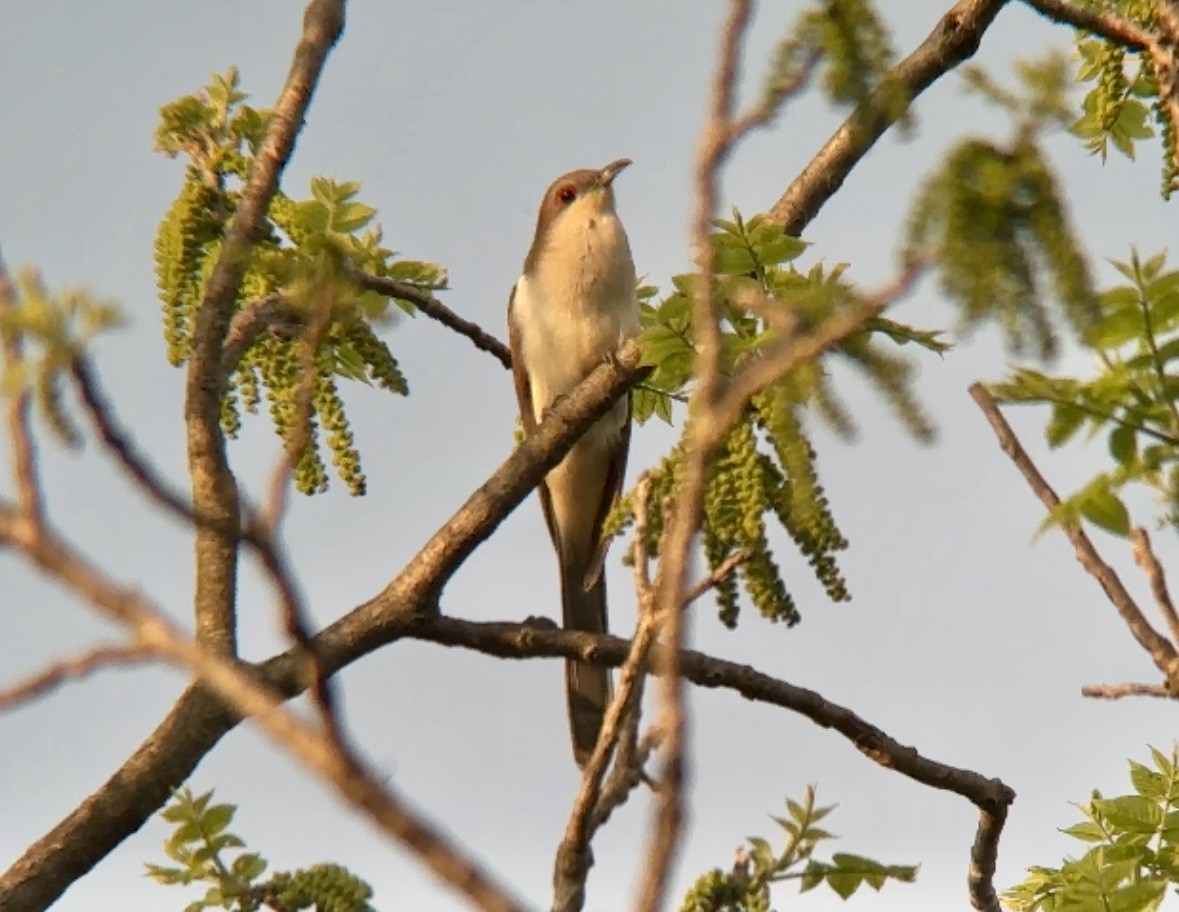 Black-billed Cuckoo - ML618712161