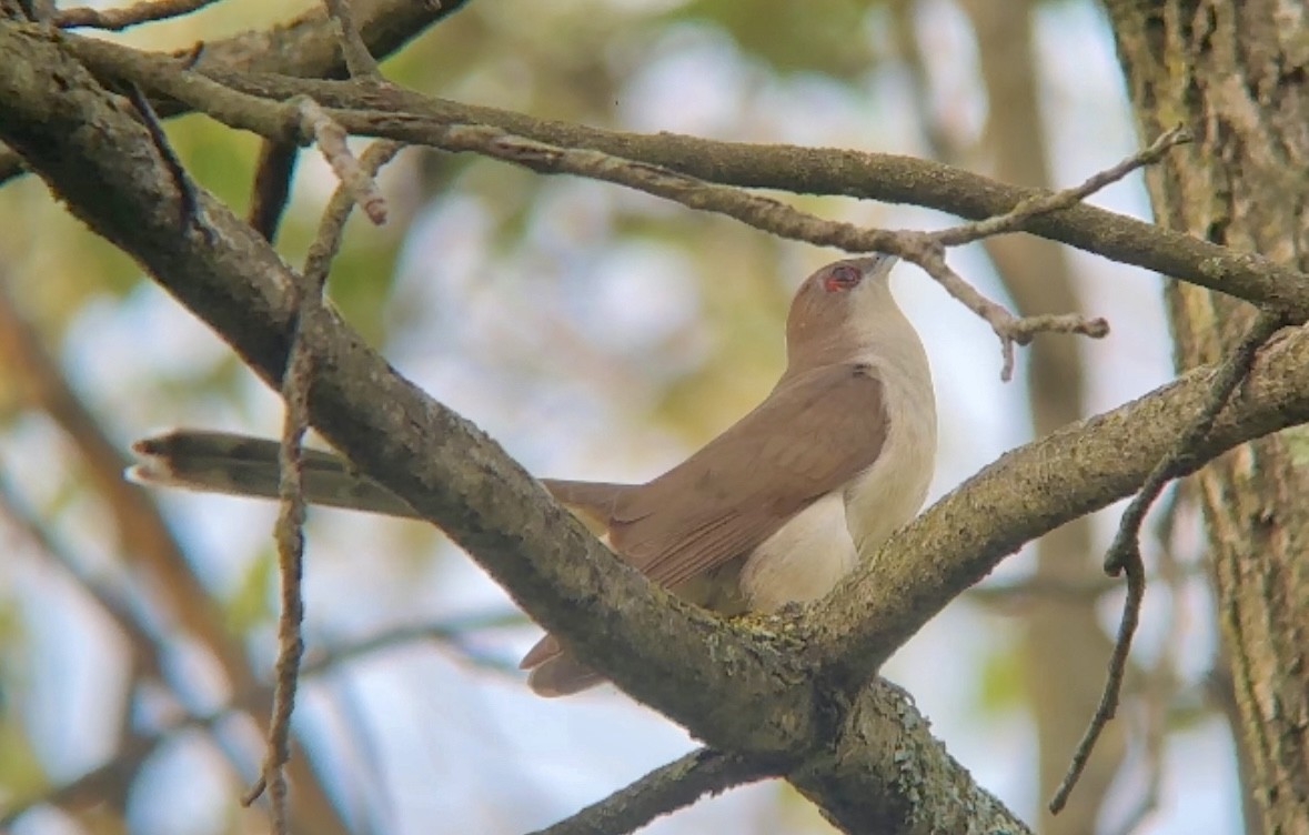 Black-billed Cuckoo - ML618712164