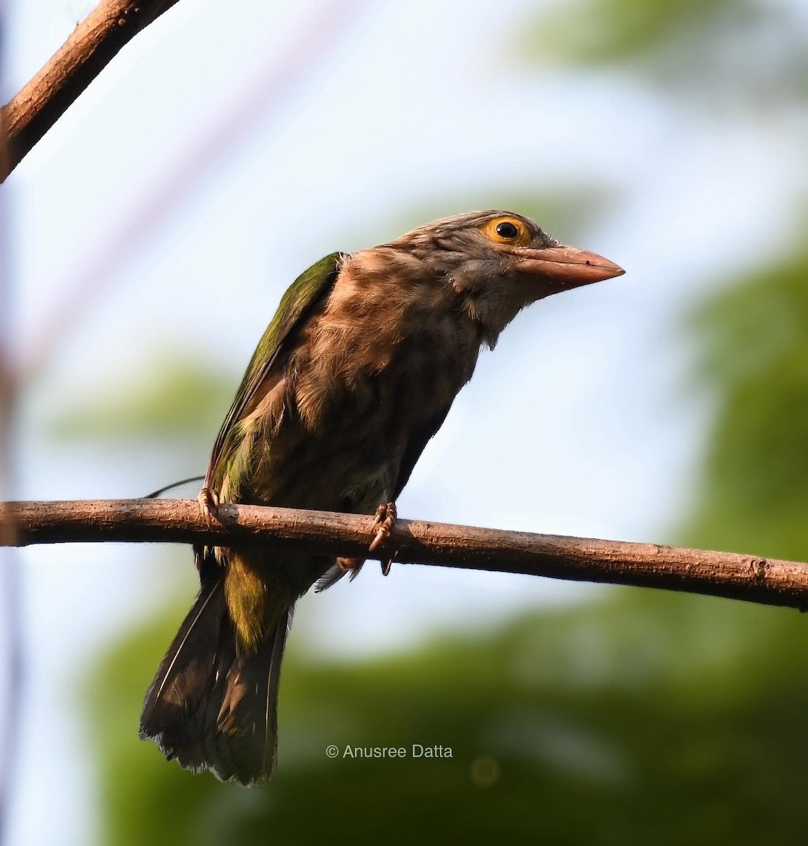 Lineated Barbet - ML618712194