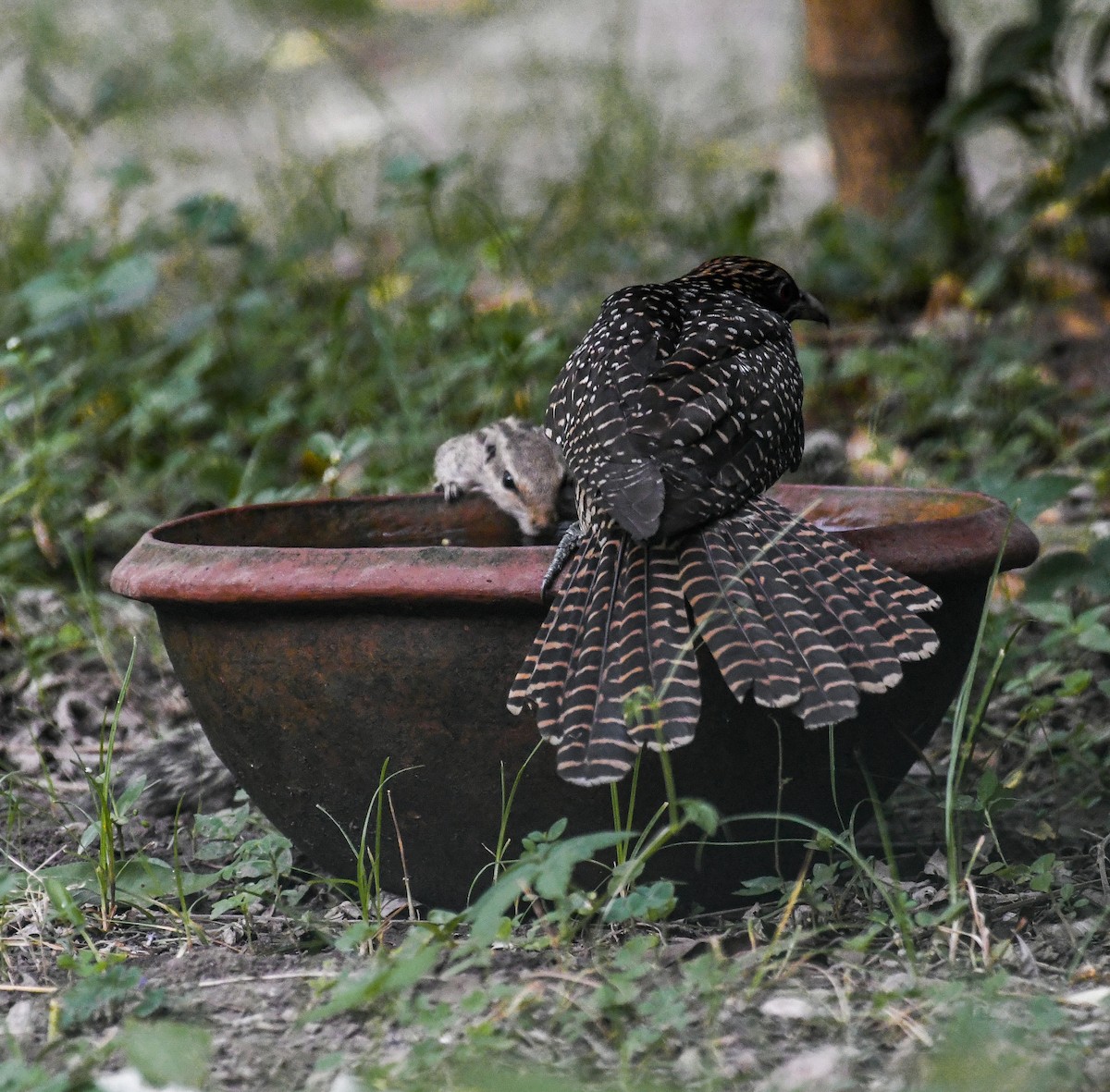 Asian Koel - ANUSREE DATTA