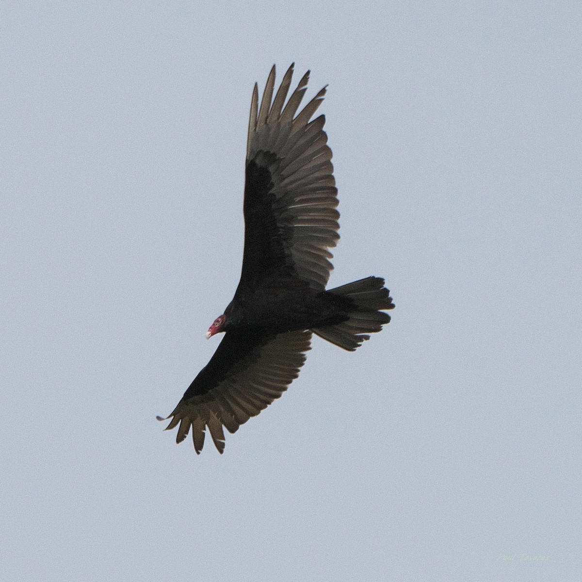 Turkey Vulture - Paul Tavares