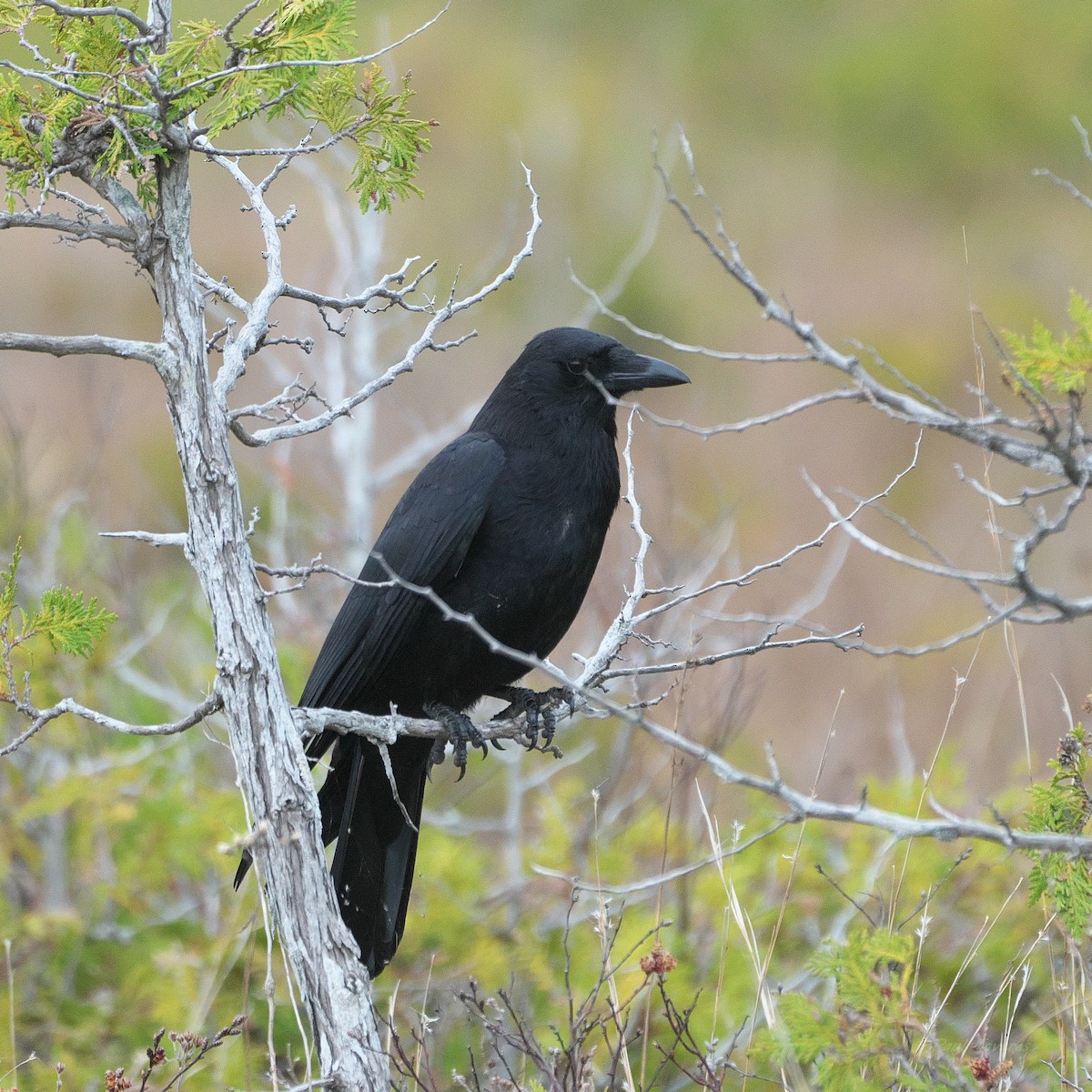 American Crow - Paul Tavares