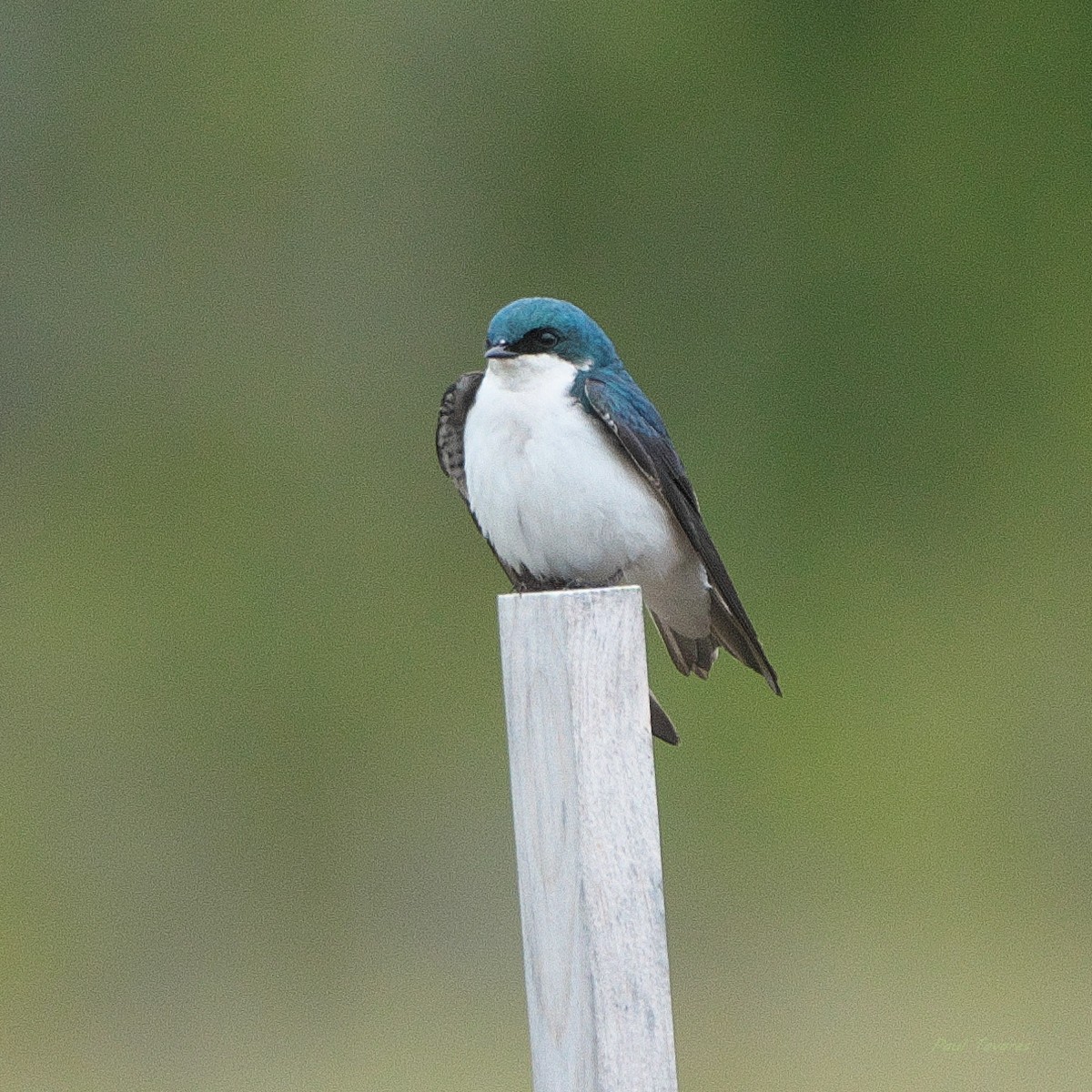 Tree Swallow - Paul Tavares