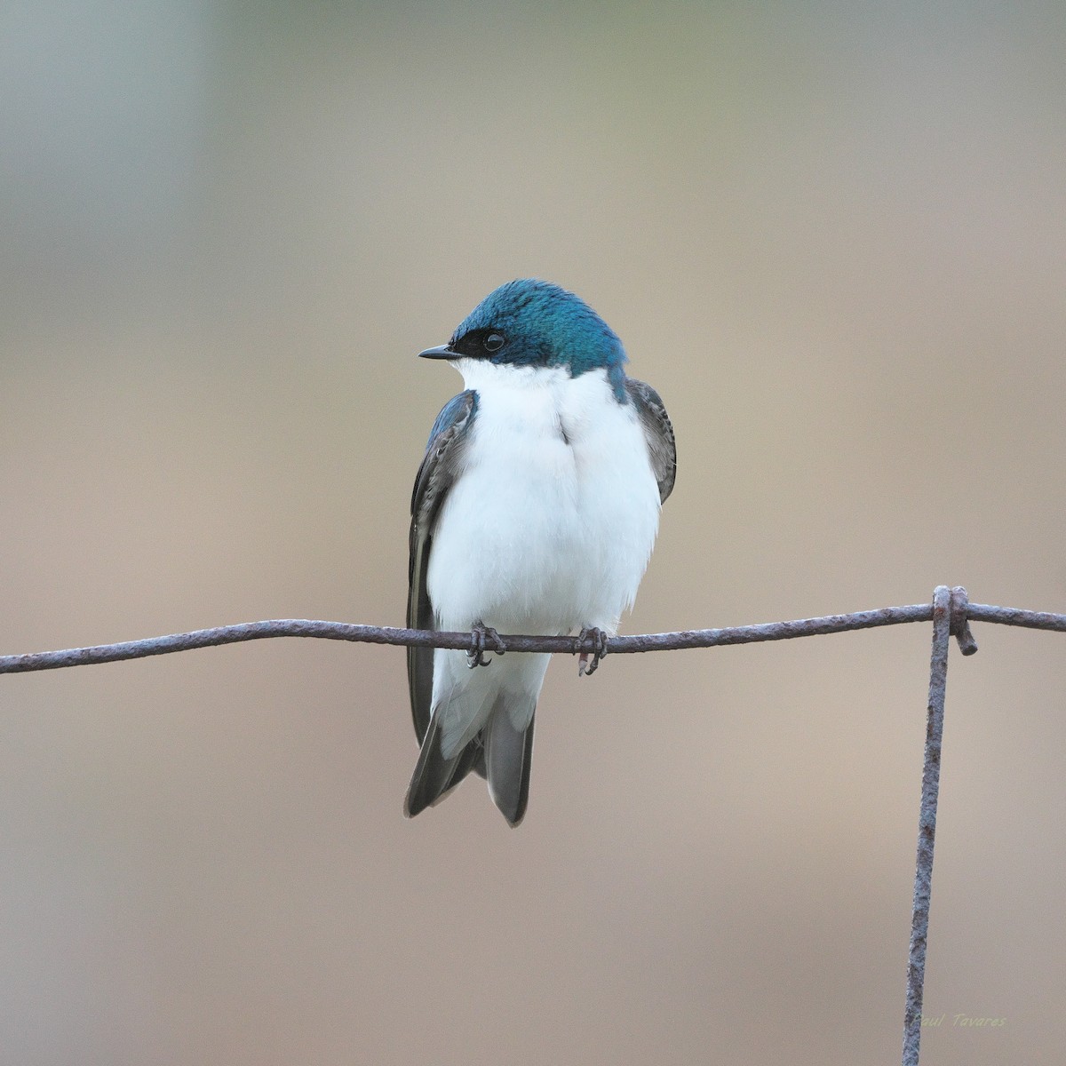 Golondrina Bicolor - ML618712221