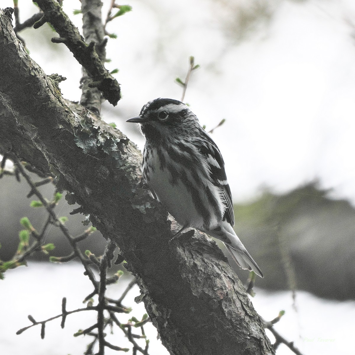 Black-and-white Warbler - Paul Tavares