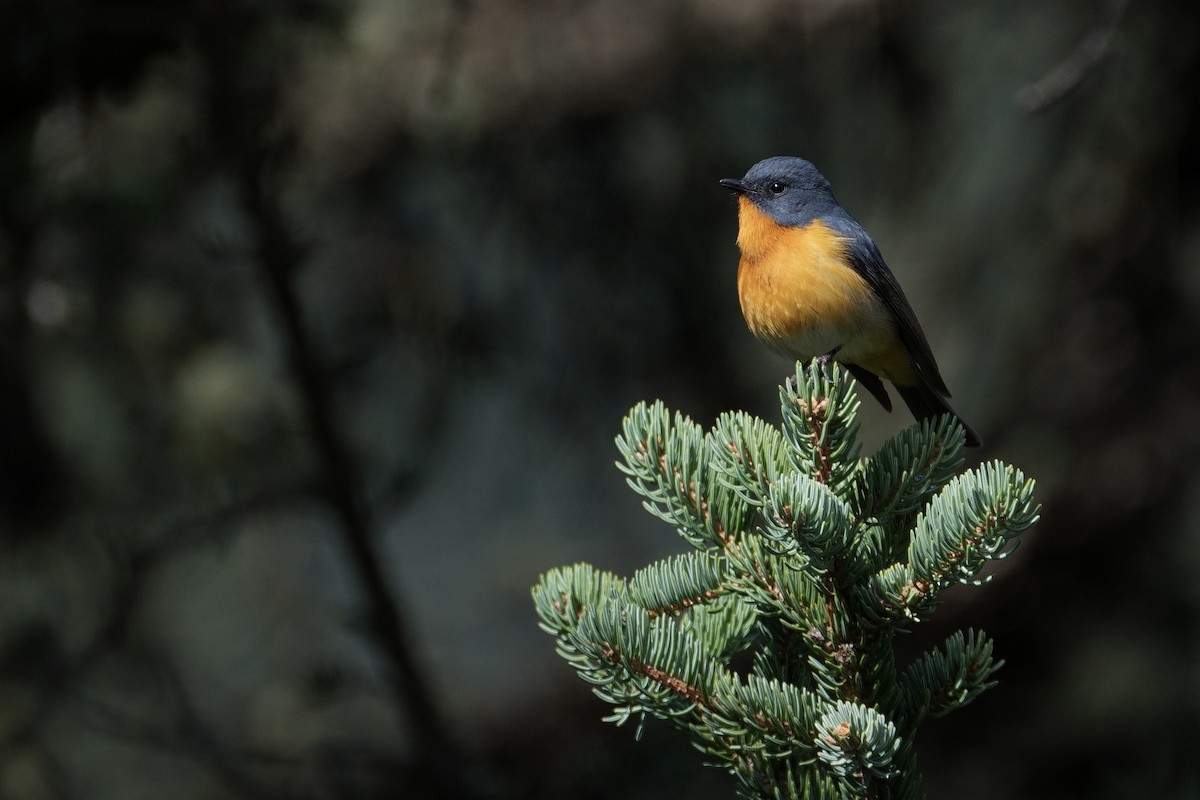 Slaty-backed Flycatcher - LiCheng Wang