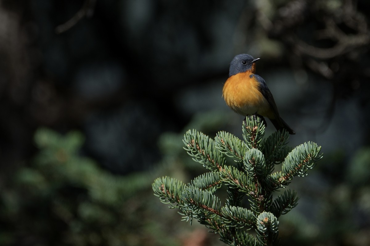 Slaty-backed Flycatcher - ML618712230