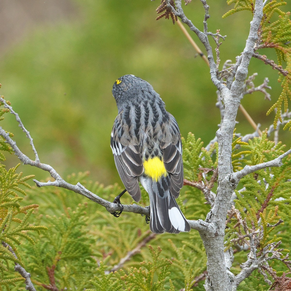 Yellow-rumped Warbler - Paul Tavares