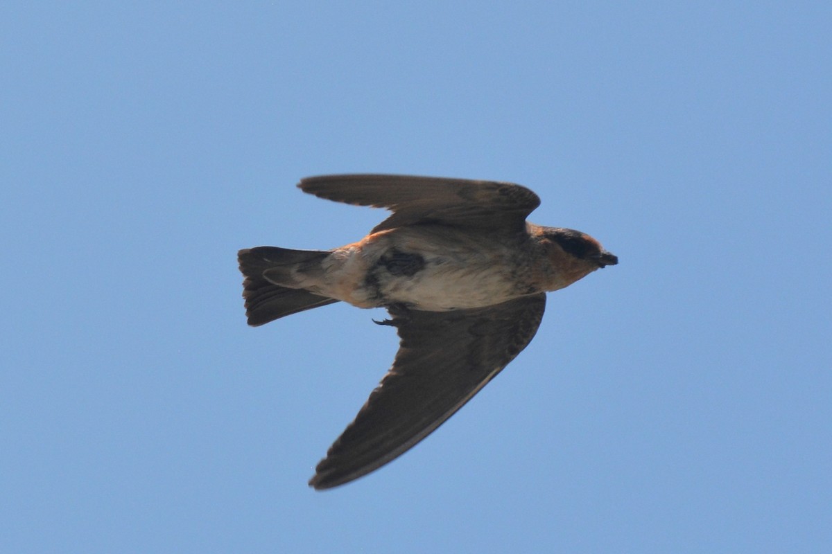 Cave Swallow - Tom Bisko