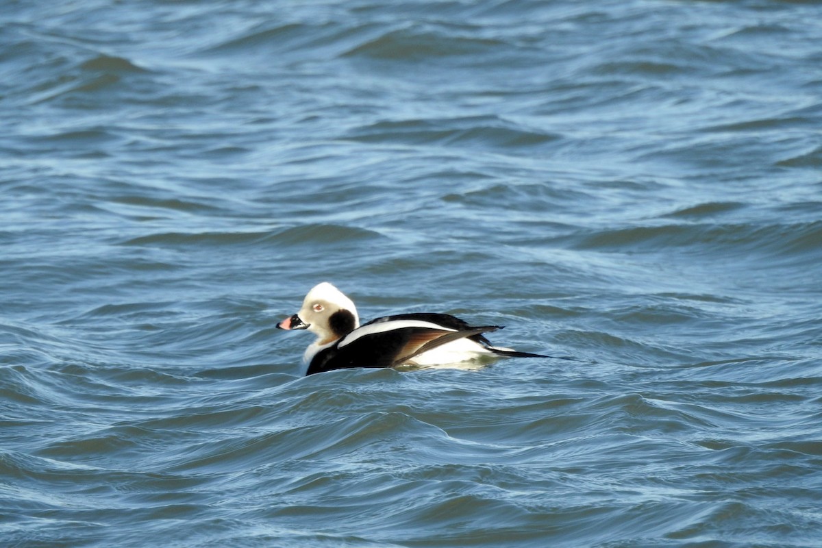 Long-tailed Duck - ML618712291
