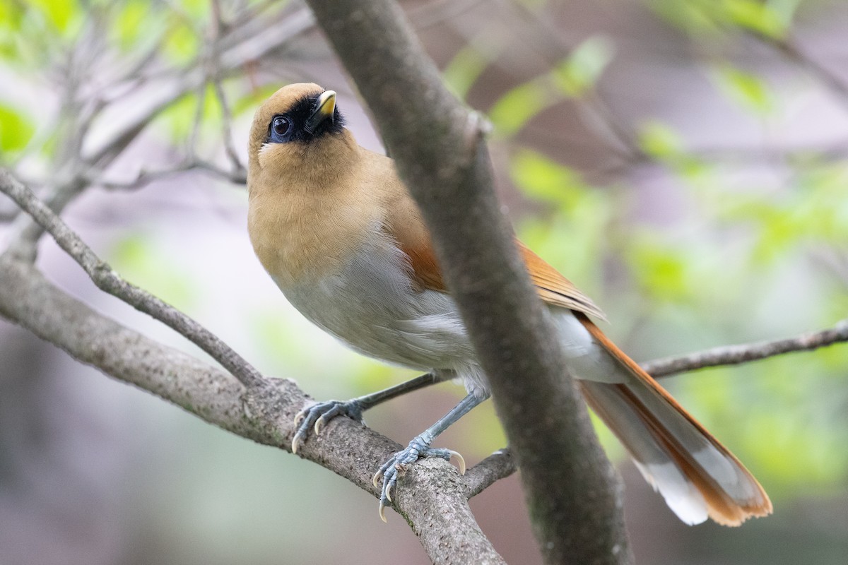 Buffy Laughingthrush - ML618712292