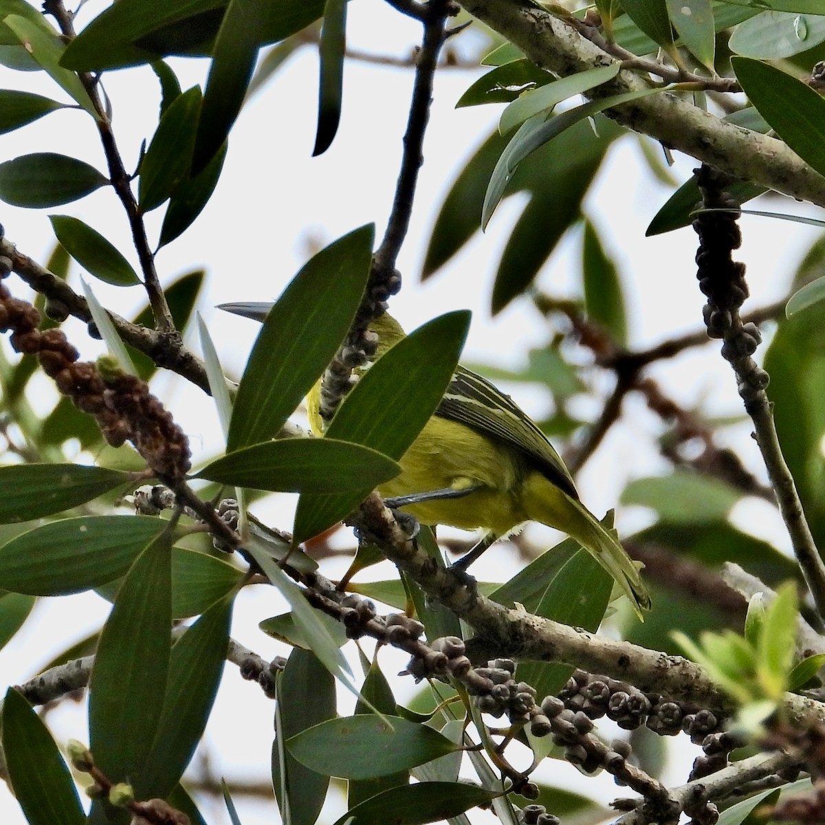 Common Iora - Alisha Tay