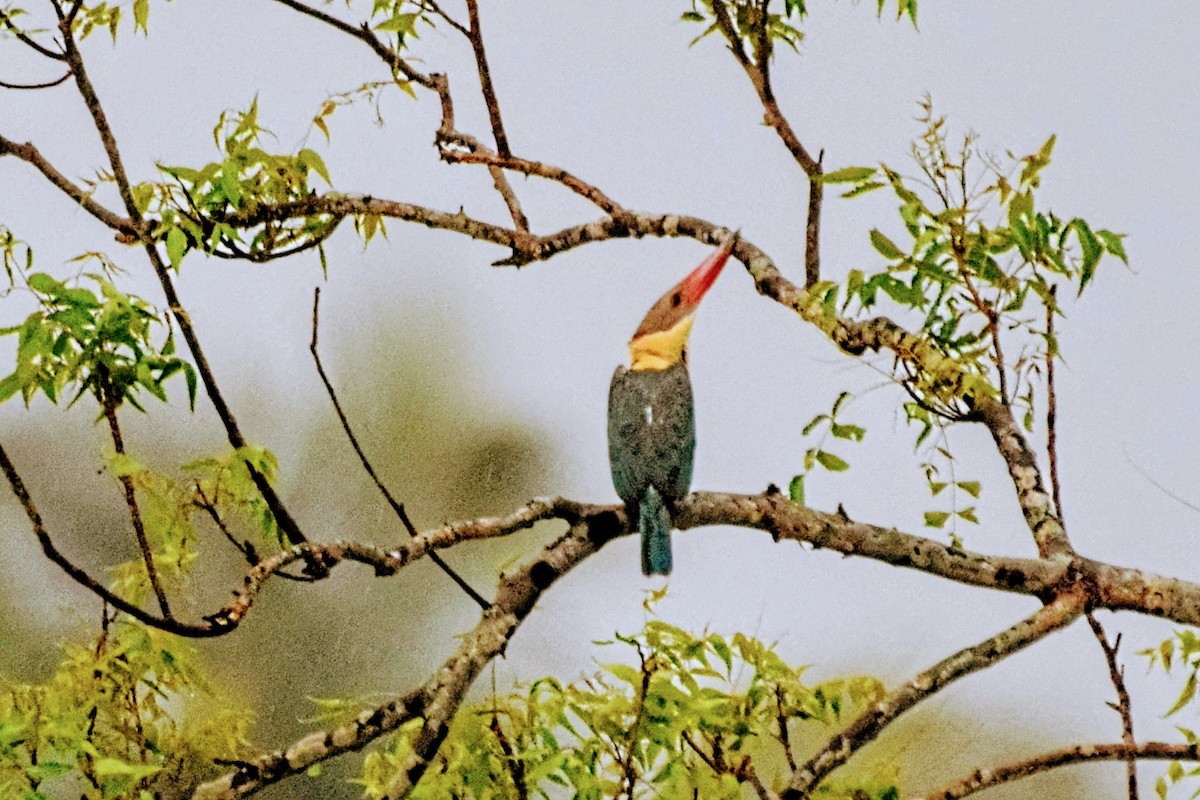 Stork-billed Kingfisher - Pulak Roy Chowdhury