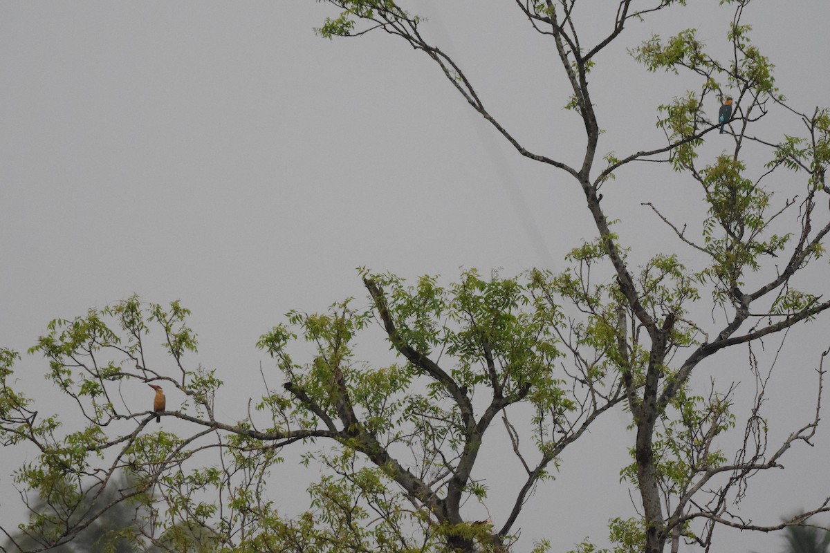 Stork-billed Kingfisher - Pulak Roy Chowdhury