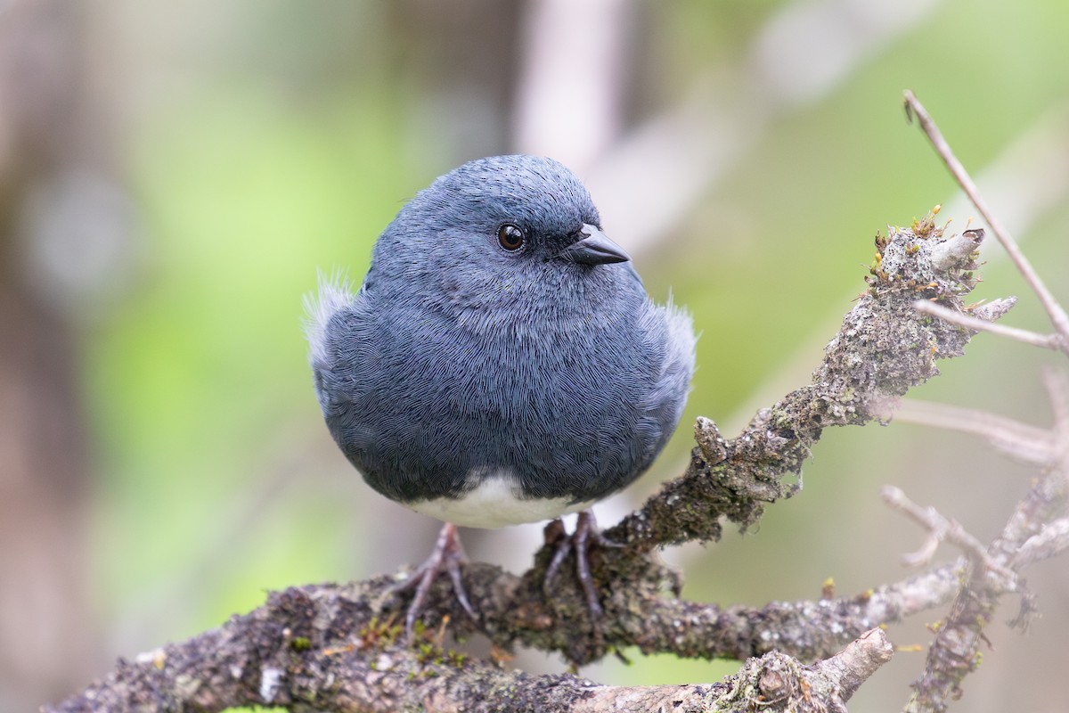 Slaty Bunting - ML618712337