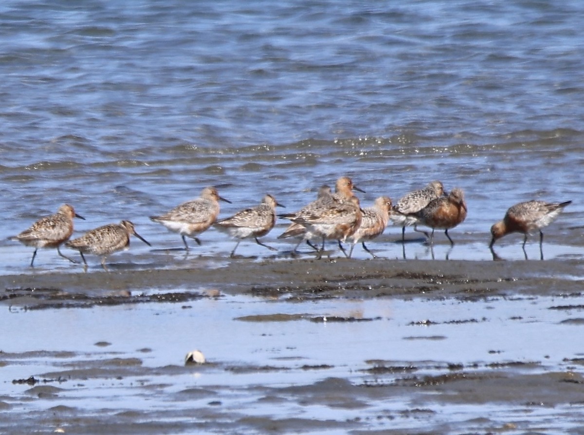 Red Knot - ML618712360