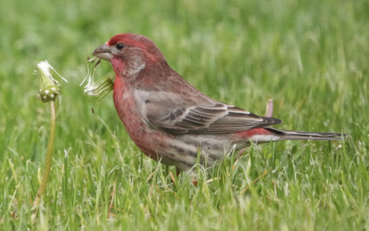 House Finch - ML618712381