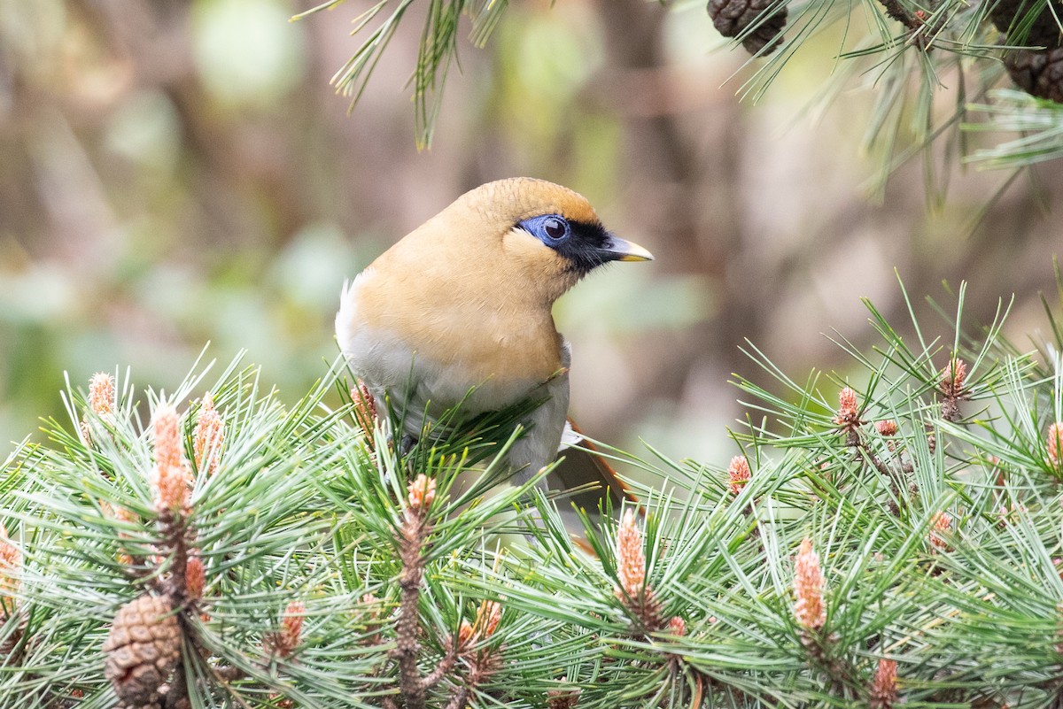 Buffy Laughingthrush - Xiaoni Xu