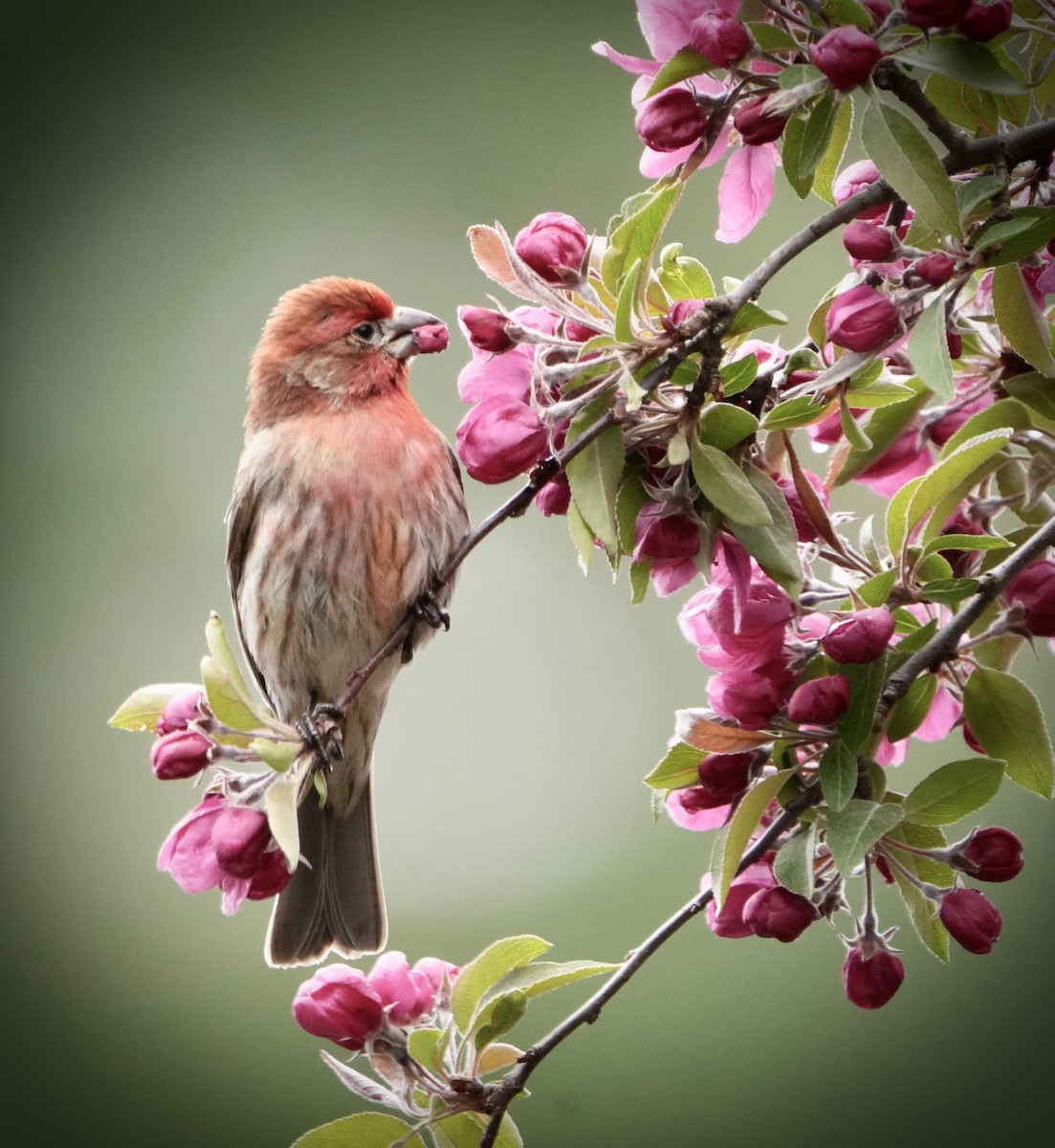 House Finch - ML618712396