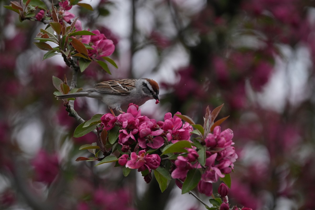 Chipping Sparrow - ML618712399